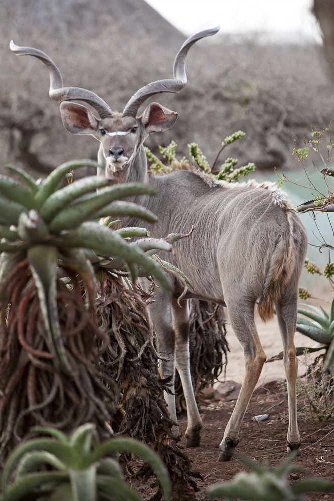 Zululand Safari Lodge Hluhluwe Zewnętrze zdjęcie