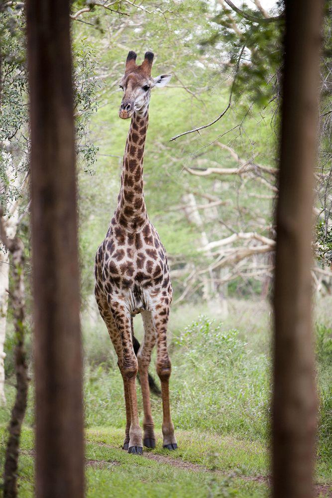 Zululand Safari Lodge Hluhluwe Zewnętrze zdjęcie